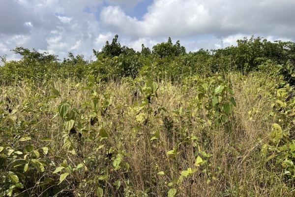 Acres at Epe, Lagos (Ideal for Farming)